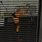 Spying On Zeena